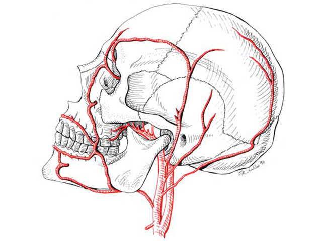Cranio con Arterie
