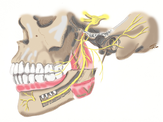 Rami del nervo mandibolare