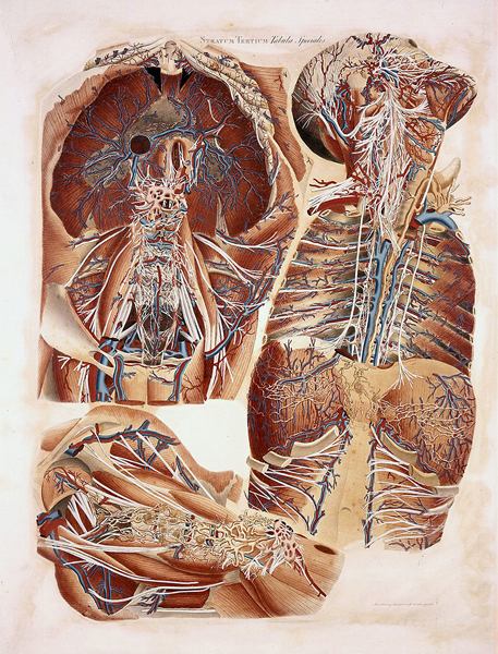 Paolo Mascagni e l'Anatomia