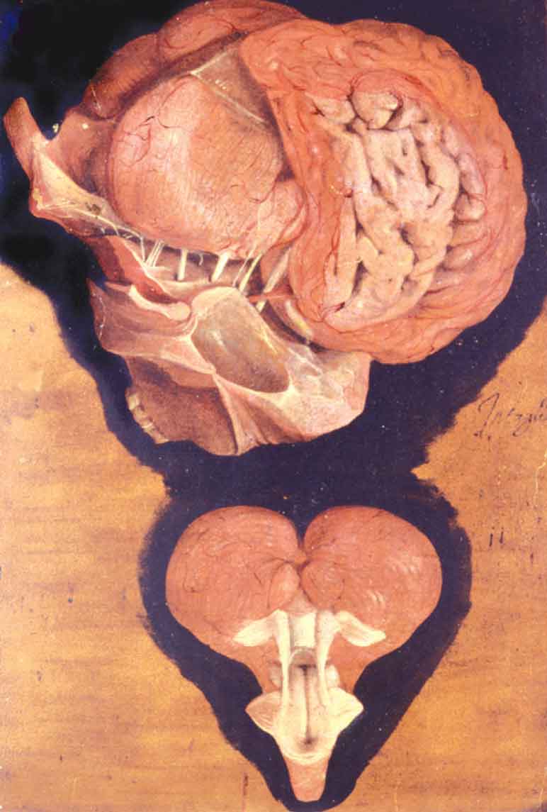Il teatro dei corpi. Le pitture colorate d'anatomia di Girolamo Fabrici d'Acquapendente