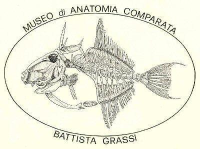 Museo di Anatomia Comparata “Battista Grassi” di Roma