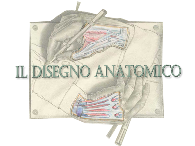 Disegno Anatomico