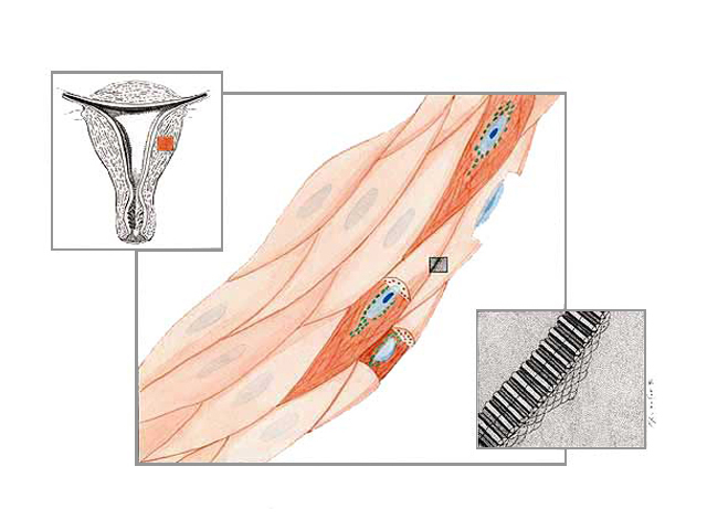 Cellule Muscolari Lisce